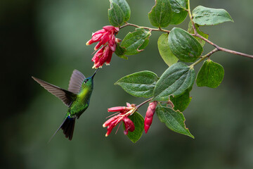 Sapphire-vented Puffleg