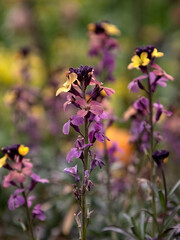 Closeup of multi-coloured flowers of perennial Wallflower, Erysimum 'Paint Box', in a garden Spring © Chris Lawrence