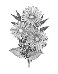 Bouquet of flowers. Composition of daisies and twigs. Hand-drawn. Graphics. Engraving