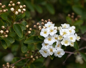 Closeup of flowers of Spiraea × vanhouttei in a garden in Spring