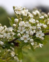Closeup of flowers of Hawthorn (Crataegus monogyna) in a hedgerow in Spring