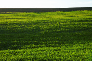 Obraz premium Green field of wheat, beautiful landscape and horizon lines