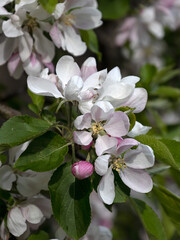 Closeup of flowers of desert apple Malus domestica 'Red Falstaff' in a garden in spring