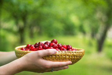 holding a bowl of cherries