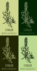 Tarragon or artemisia dracunculus, aromatic kitchen and medicinal herb. Hand drawn botanical illustration