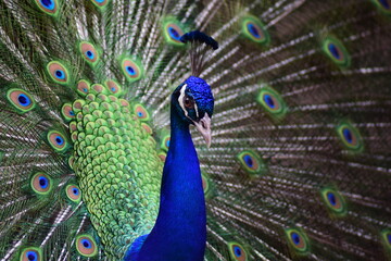 Fototapeta na wymiar peacock with feathers.