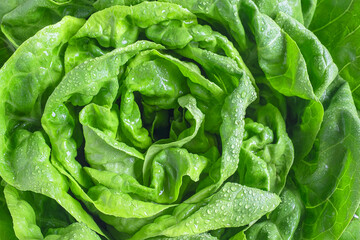 Background green fresh lettuce vegetable or salad