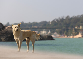 Dog on the beach by the river Ganges.