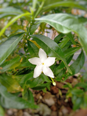 Small white flowers surrounded by green leaves that embrace
