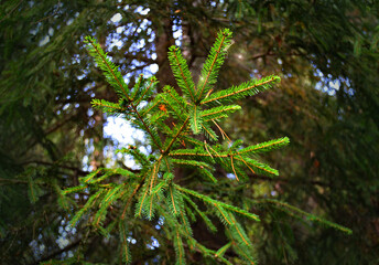 fir branch on the background of nature ecology holidays medicine
