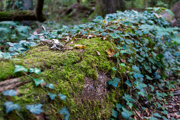 Tree trunk covered with moss and old ivy