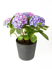 Hydrangea isolated on white background. Hydrangea in a pot. Beautiful flowers. Spring bouquet. Blue, pink and lilac hydrangea flowers.
