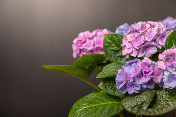 Obraz premium Hydrangea Blooming.Vintage hydrangea flowers on a black background.Hydrangea in a pot.Beautiful spring bouquet. Blue, pink and lilac hydrangea flowers.Flower background. Floral illustration.Retro
