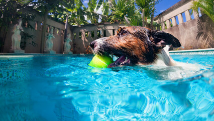 Funny photo of jack russell terrier puppy playing with fun in swimming pool - jump, dive deep down to fetch ball. Activities, training classes with family pets. Popular dog breeds on summer vacation.