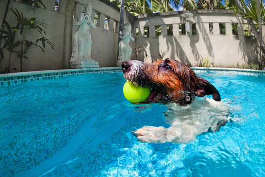 Funny photo of jack russell terrier puppy playing with fun in swimming pool - jump, dive deep down to fetch ball. Activities, training classes with family pets. Popular dog breeds on summer vacation.