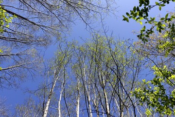 spring leaves against blue sky