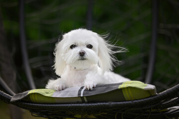 maltese dog lying down on a pillow outdoors