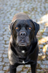 Portrait of Cane Corso. Black dog. Cane-Corso. Animal. Pet. Puppy. Breed. Portrait of dog.