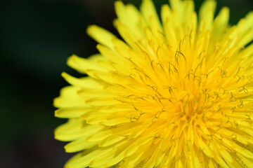 タンポポの黄色い花