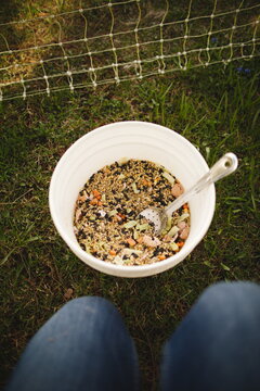 Chicken feed and laying mash mixed with seeds. Small scale poultry farming in Ontario, Canada.
