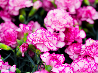 Sunny spring, Parents’ day carnation photo
