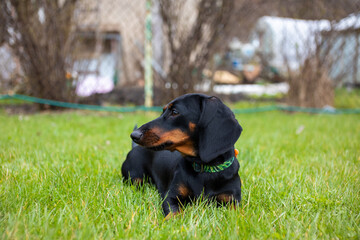 Black and tan dachshund puppy sitting on the green grass
Czarny podpalany szczeniak jamnik siedzi na zielonej trawie