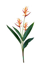 red flower isolated on transparent background.