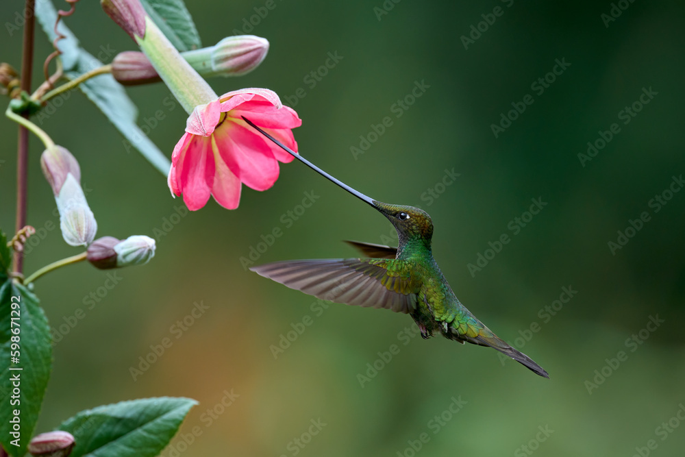 Wall mural Sword-billed Hummingbird