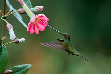 Sword-billed Hummingbird