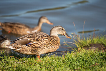 Flock of ducks on the shore - water birds feed and nest on the lake