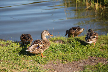 Flock of ducks on the shore - water birds feed and nest on the lake