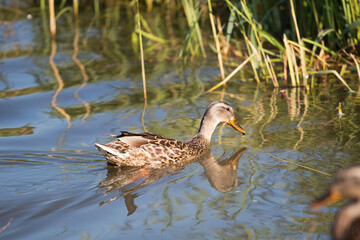 Flock of ducks on the shore - water birds feed and nest on the lake