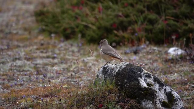 alpine accentor (Prunella collaris) Slow motion
 bird standing on rock and jumps, Everest National Park, Nepal, 2023
