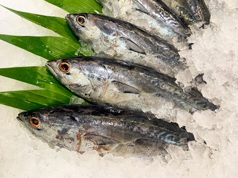 Raw fresh mackerel tuna or ikan tongkol in supermarket with ice background. Close up photography