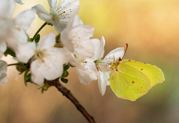 Wiosenny motyl Latolistek Cytrynek na gałązce wiśni - obrazy, fototapety, plakaty