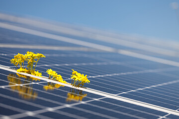 Solar cell panels close view and flower - eco-conscious energy. Banner copy space. - obrazy, fototapety, plakaty