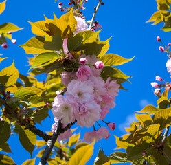 Pink blooming sakura against the blue sky. Close-up.