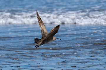 Whimbrel flying in flight