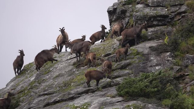 Himalayan Tahr (Hemitragus jemlahicus) mountain goat gourp on a hill 
slow motion, himalaya, Everest National Park, Nepal, 2023,
