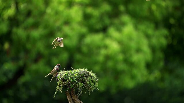 Birds fight for food.