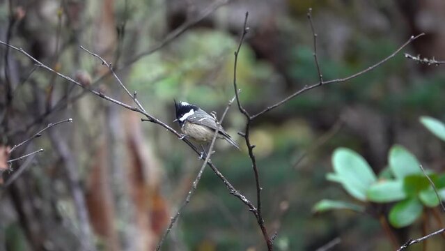 
Tit songbird on bare branches  takes off close up

, Everest National Park, Nepal, 2023,slow motion
