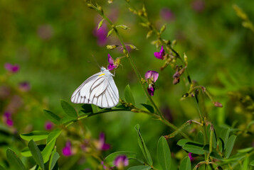 tropical butterfly perched on leaves in the forest