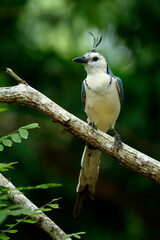 White-throated-Magpie-Jay