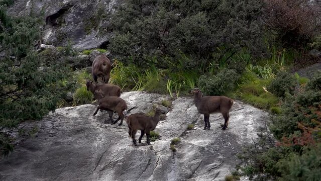 Family of Himalayan Tahr mountain goat (Hemitragus jemlahicus)
 with baby on large boulder between trees, slow motion, himalaya, Everest National Park, Nepal, 2023,

