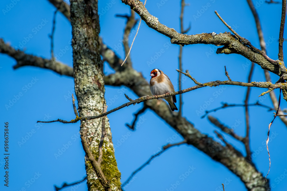 Sticker pretty goldfinch bird perched in a tree with blue sky in the background