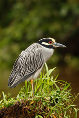 Yellow-crowned-night-heron