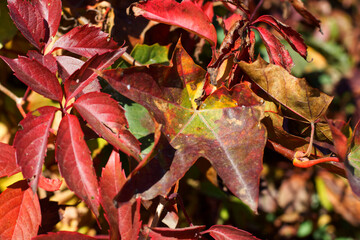 Red maple leaves in late autumn