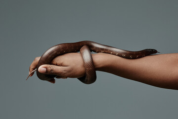 Rat snake creeping over arm of young African American male owner of predator and enlacing his wrist...