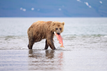 Ruling the landscape, brown bears of Kamchatka (Ursus arctos beringianus)