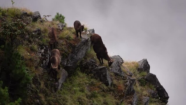 Family of Himalayan Tahr mountain goat
 (Hemitragus jemlahicus) climbing down rocky cliff, 2023, slow motion
